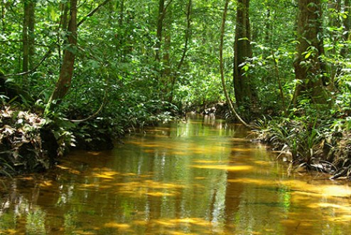 Comment protéger les forêts du Bassin du Congo