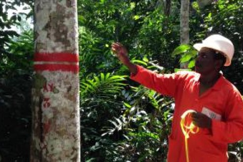 SYLVIE GOURLET-FLEURY ET JEAN-LOUIS DOUCET : « LES FORÊTS D’AFRIQUE CENTRALE NE SONT PAS UNIFORMES »