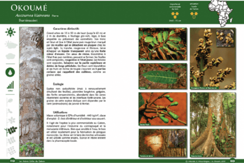 Les arbres d’Afrique centrale : un nouvel ouvrage pour le secteur forestier en cours de rédaction