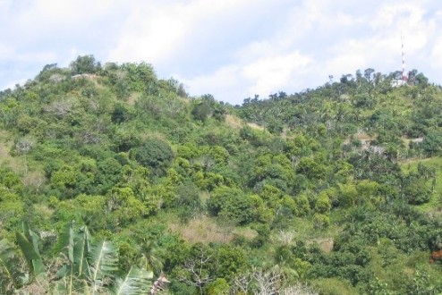 Palabres autour des arbres : des discours sur leur intelligence aux dérives de l’anthropomorphisme