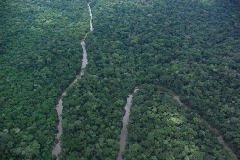 Analyse complémentaire de l’article Hubau W& al. Le rôle des forêts dans le stockage du carbone – Par FRMi
