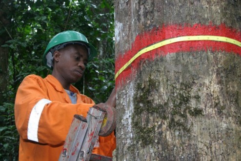 Le puits de carbone des forêts tropicales s’affaiblit rapidement