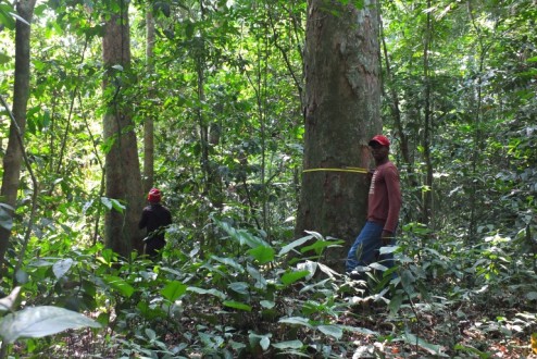 Réponse de l’ATIBT à l’article "Couper moins et laisser reposer : une nouvelle gestion des forêts tropicales s’impose"