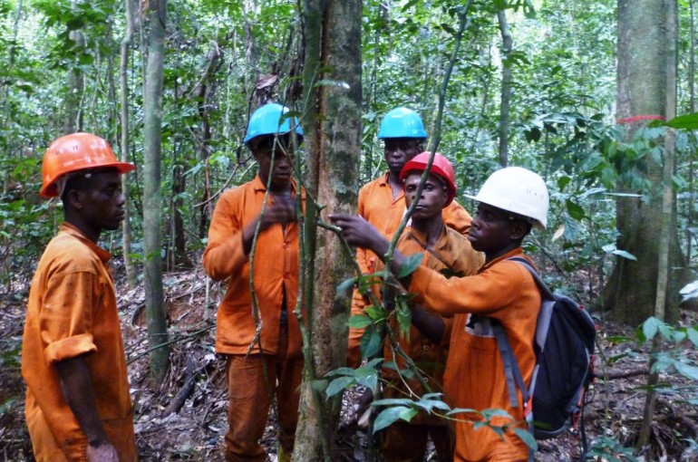 Installation of forest dynamics monitoring plots